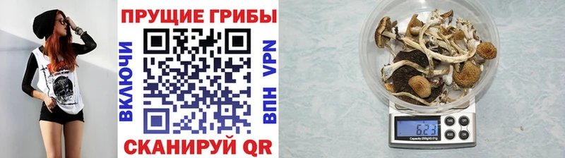 Псилоцибиновые грибы Psilocybe  наркошоп  Барнаул 