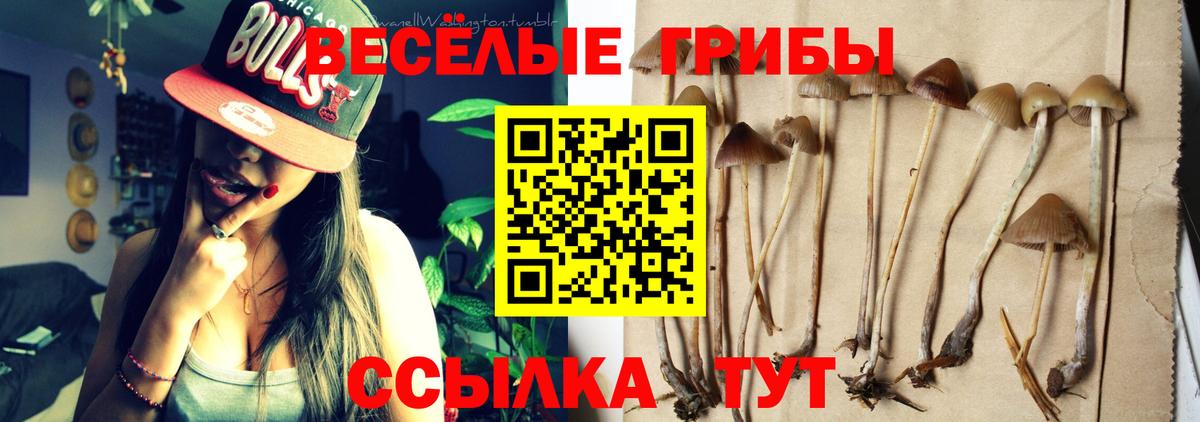 Псилоцибиновые грибы Psilocybe  Галлюциногенные грибы Psilocybe  Барнаул  Вход с VPN 